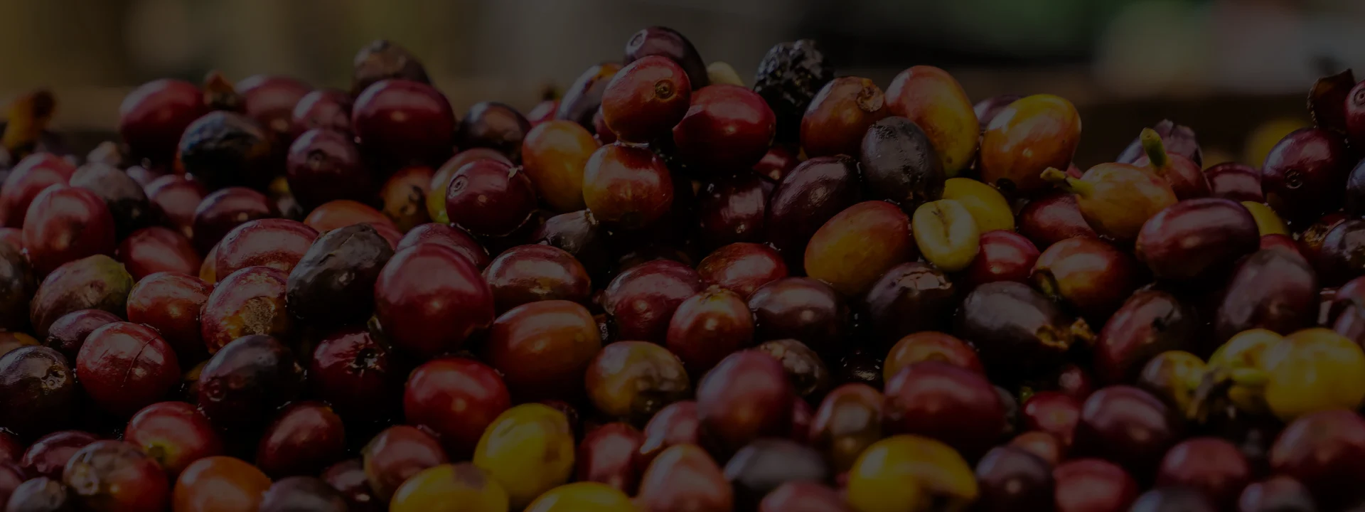 Fresh coffee cherries from farm